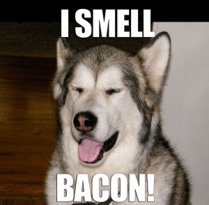 Hund och Bacon